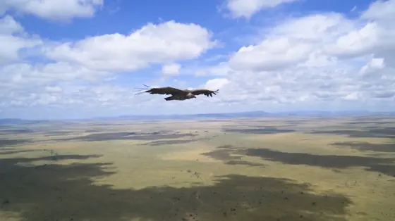 Aerial view over the plains below Kilimanjaro