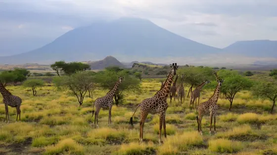 Mount Meru rising behind giraffes