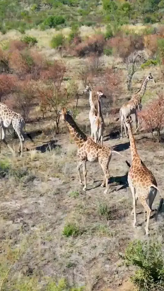 Giraffe on the morning drive, Tarangire