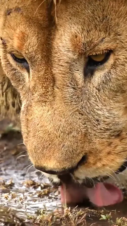 Male lion at a rain puddle, Serengeti