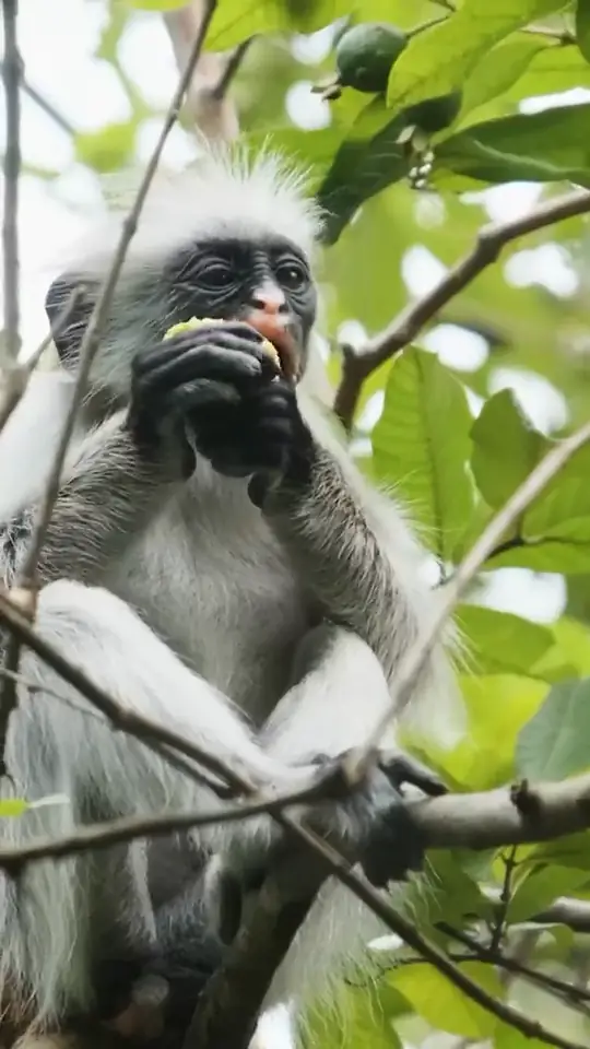 Red colobus in Jozani, Zanzibar